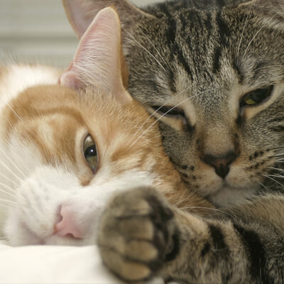 Two Snuggling Cats