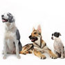Www Healthypetsvet Com Surgical Surgery Illness Pet Blood Testing