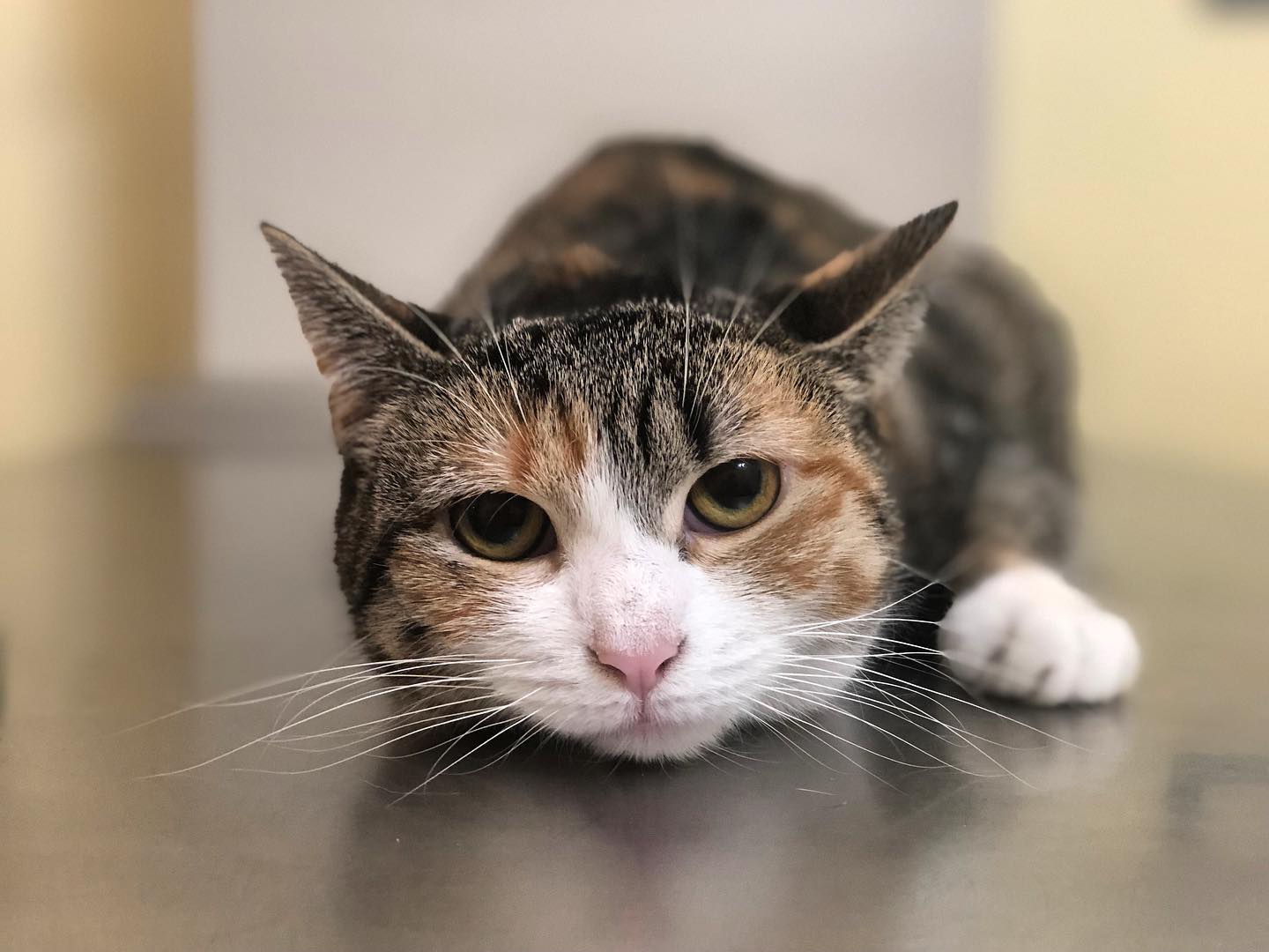 Brown and White Cat