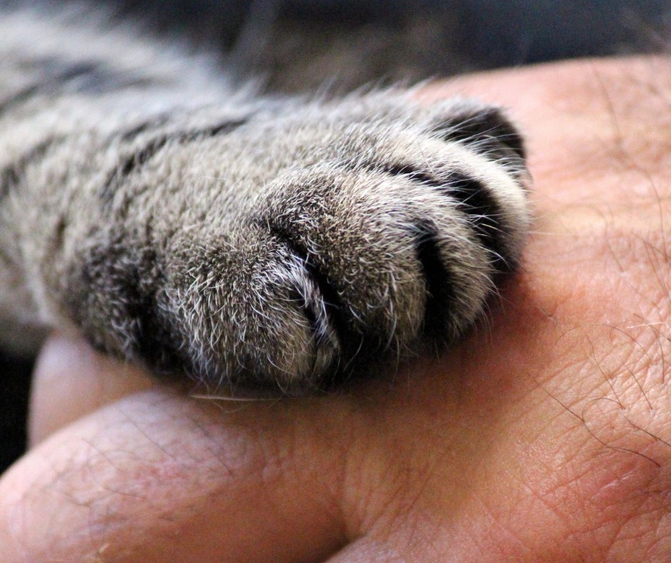 Cat paw in hand